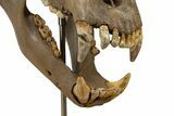 Fossil Cave Bear (Ursus spelaeus) Skull - Extremely Large! #240205-6